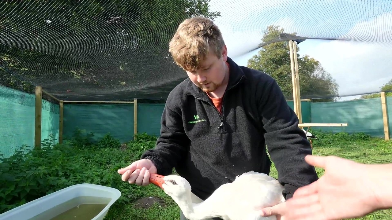 White storks are being reintroduced in Britain