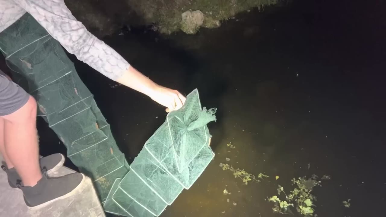 An angler sets a fish trap in water reported to contain alligators