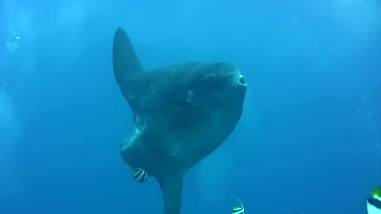 6,050 Pounds - The Heaviest Ocean Sunfish Ever Documented in the Video