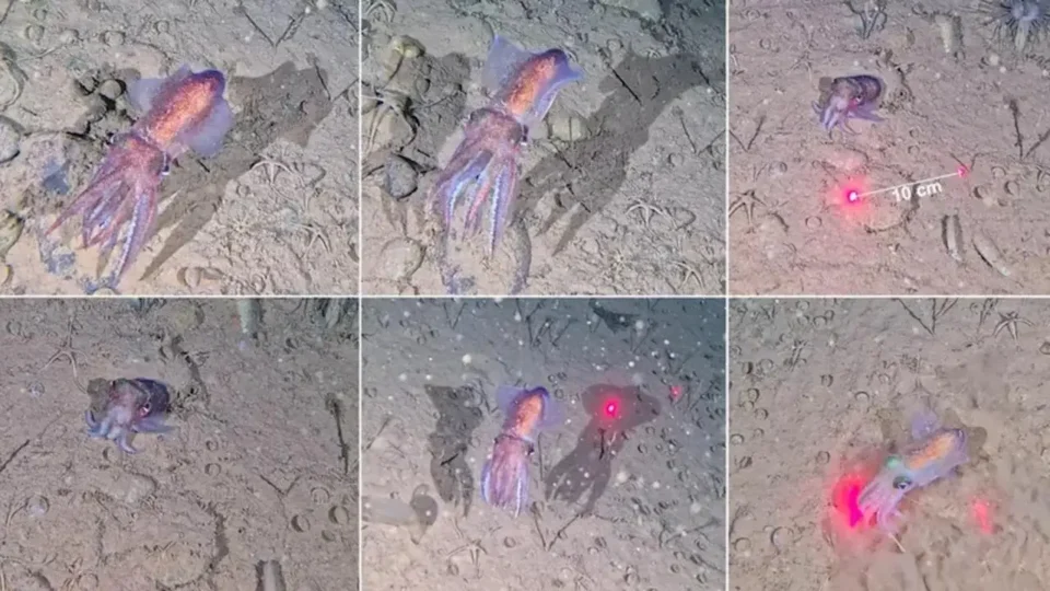 This giant-eyed squid shocked scientists by guarding dozens of eggs in ...