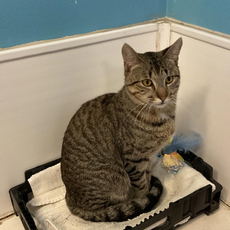 Adopt a pet: Meet Rarity, Fluttershy and Applejack!