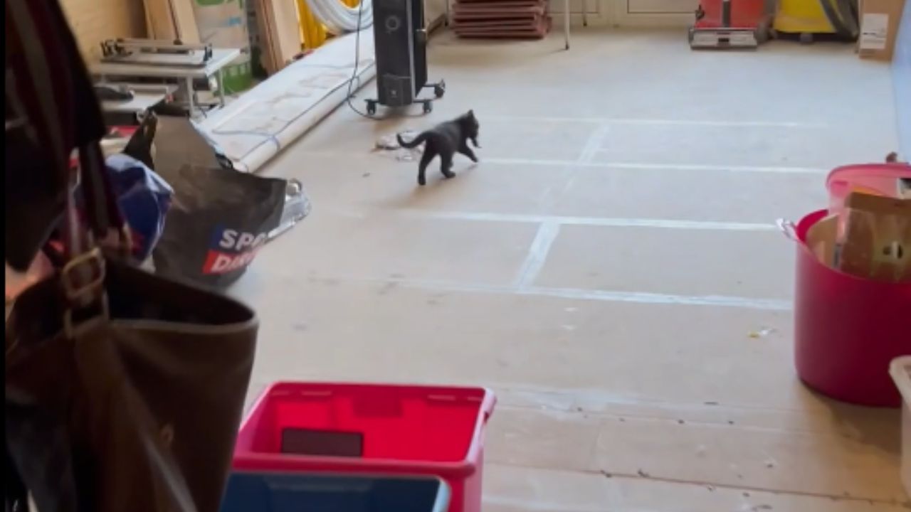 Little predator: Kitten explores the home with a mouse in its grasp
