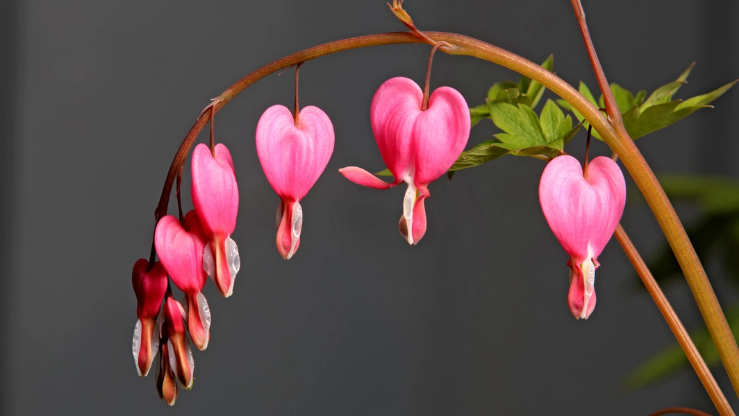 Seasonal plants for year-round garden color