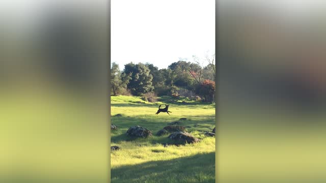 Drone helps dog owner provide exercise for their pet