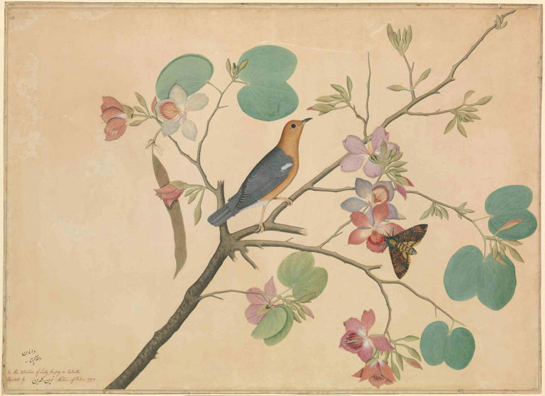 Moths in art history: centuries of creativity reveal the beauty of a ...