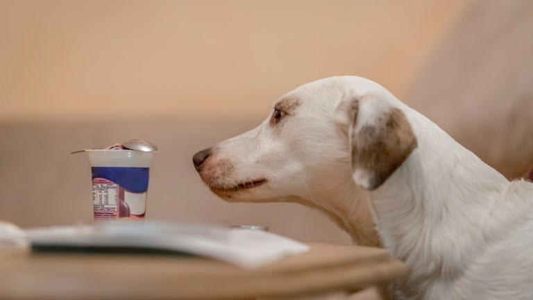 Can dogs eat yogurt?