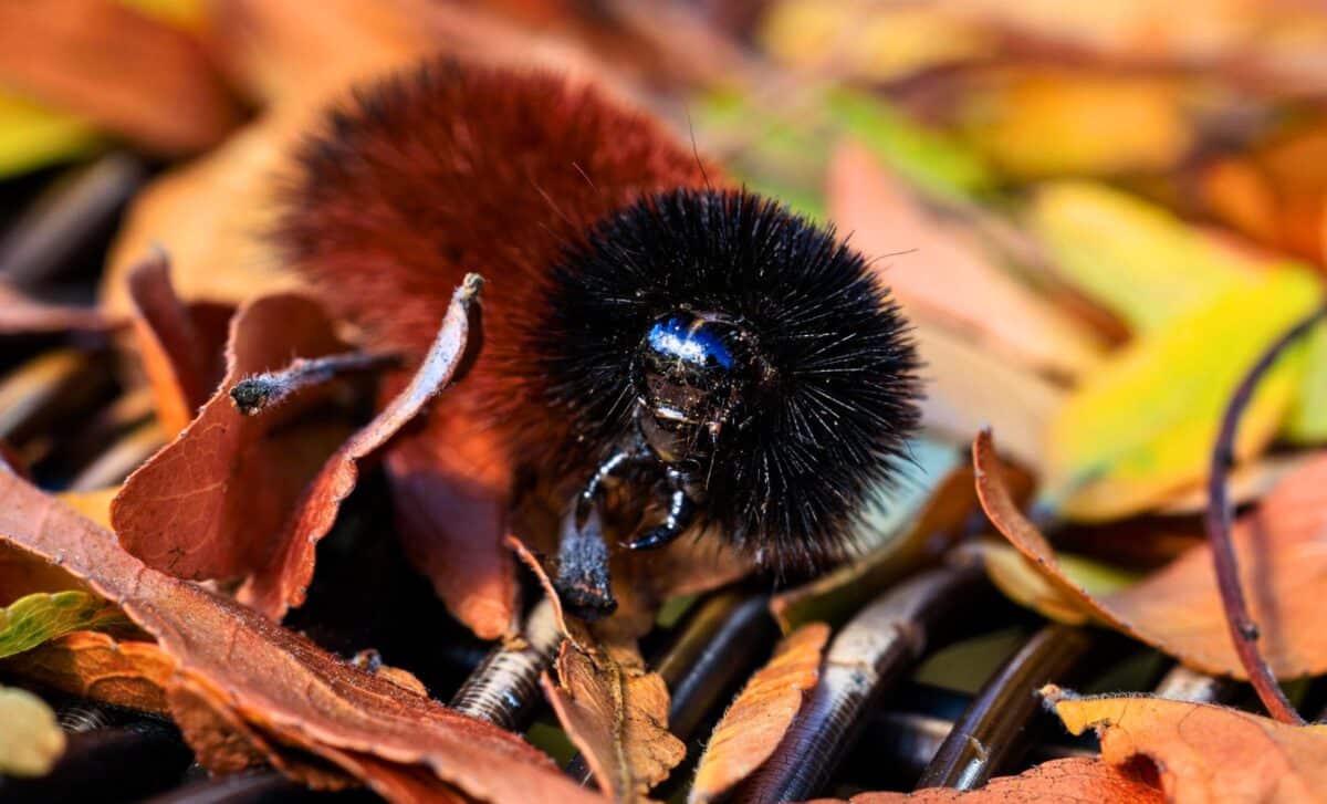 Butterflies, moths and spiders: This simple fall raking habit could ...