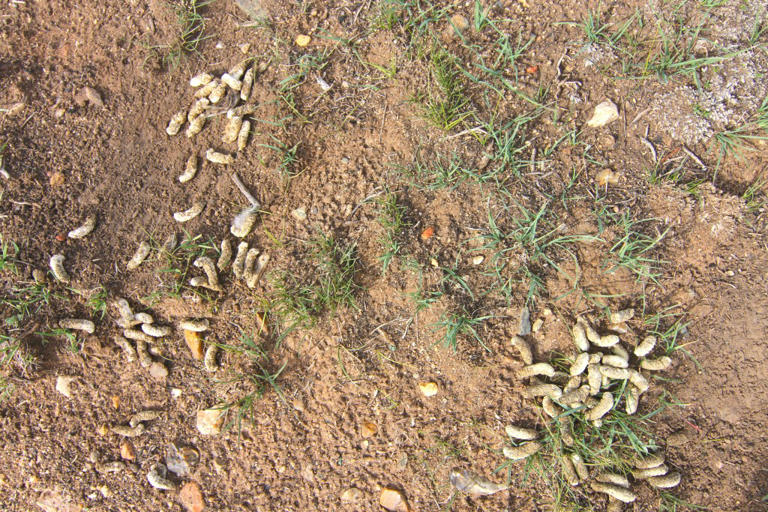 Restoring Wyoming’s largest 2026 fire scar, one sagebrush seedling at a ...