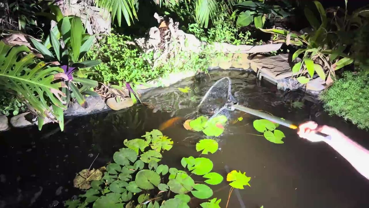 An angler catches a fish after searching a pond