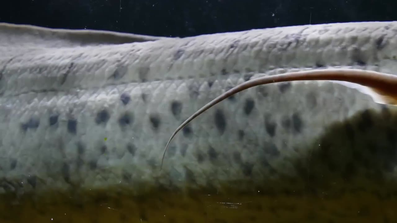 An 8-foot electric eel can produce 860 volts - nearly 80% of its body ...