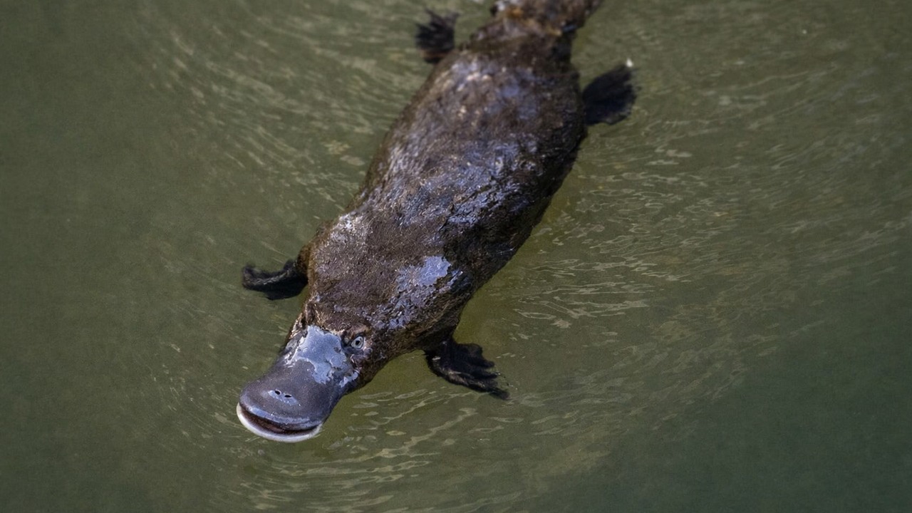 A platypus has 100,000 sensors in its bill - it can hunt underwater ...