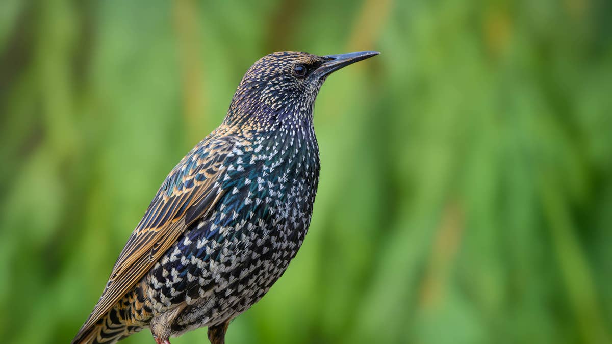 Starling mimics a human voice so perfectly that it sounds recorded