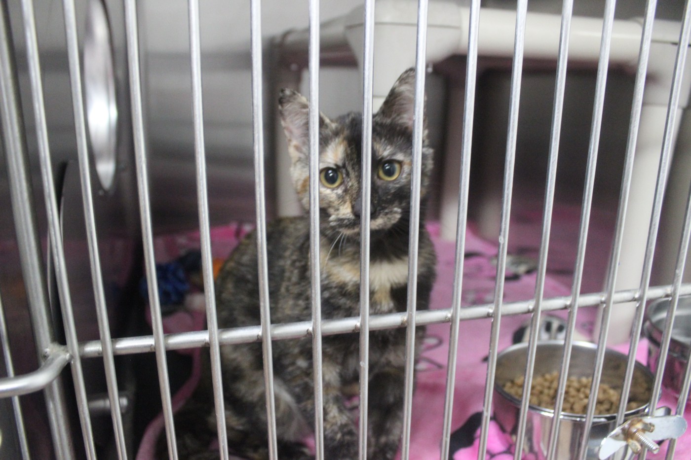 Local animal care organizations receive over $50K in grants
