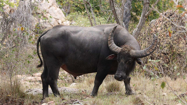A Jeep hit a water buffalo head-on on US 11 in northern New York. Yes ...