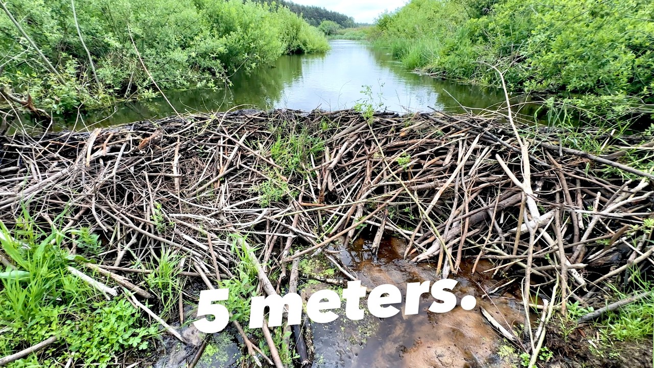 Sandy Beaver Dam flop