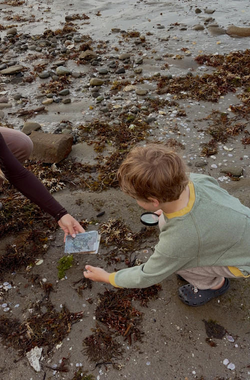Exploring Hornby Island: Inside the seaweed school adventure