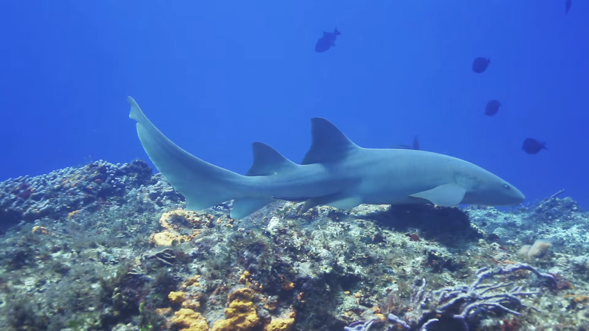 A shark investigation examines mutation claims linked to nuclear tests ...