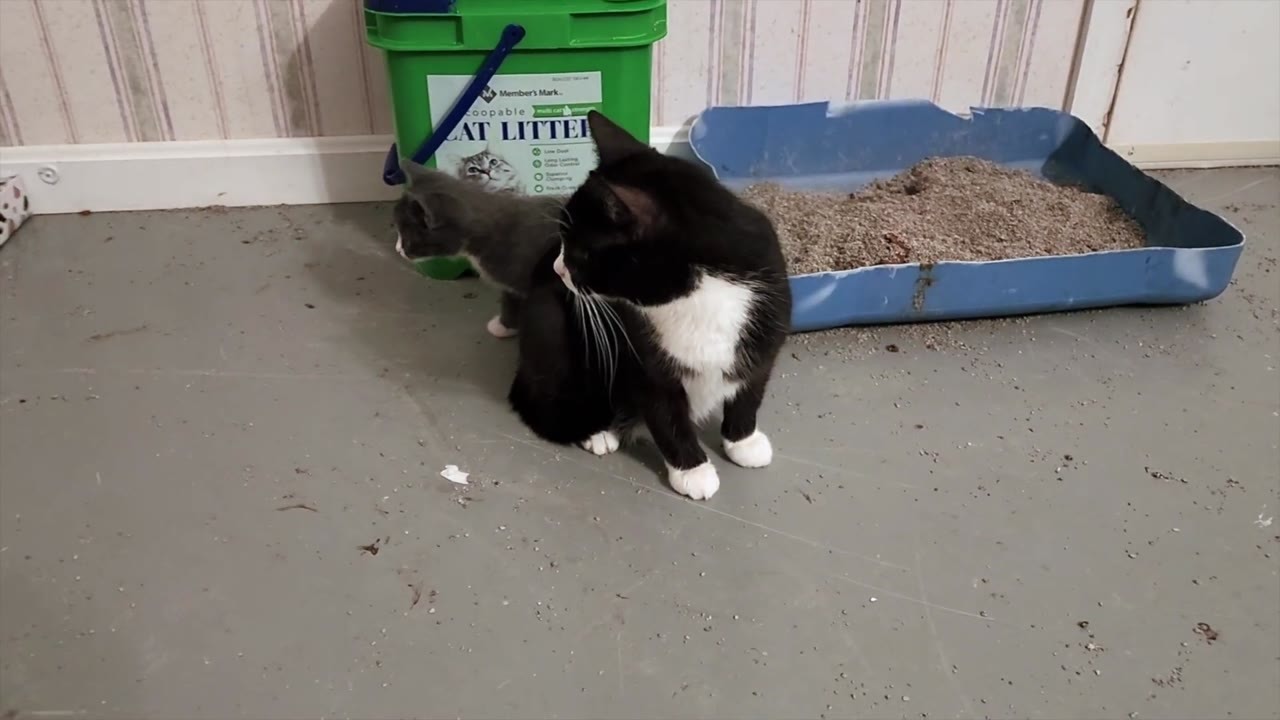 Two mama cats are raising 10 kittens together, and their little family ...