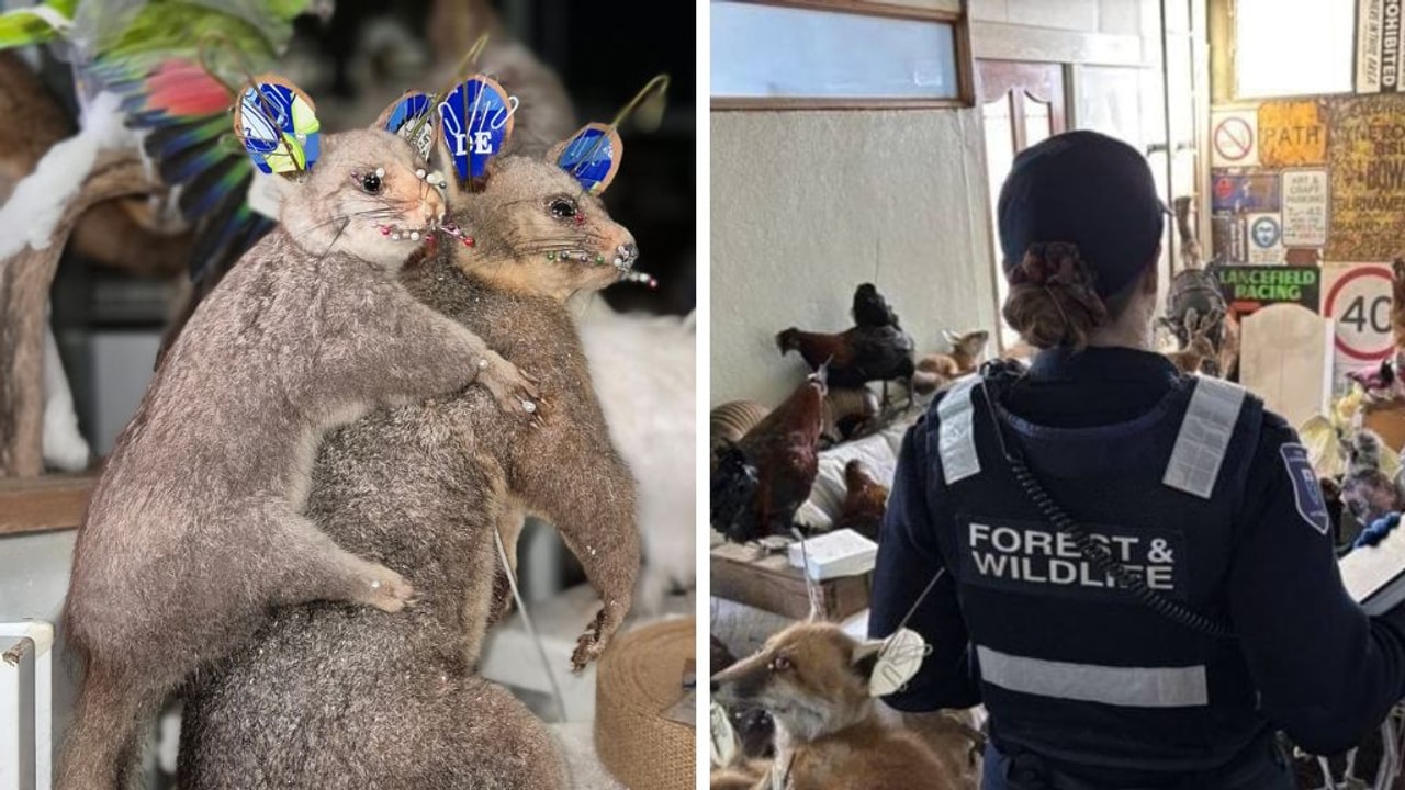 Man fined over bizarre stuffed animal hoard