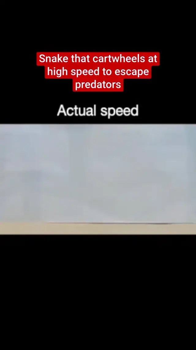 Snake that cartwheels at high speed to escape predators