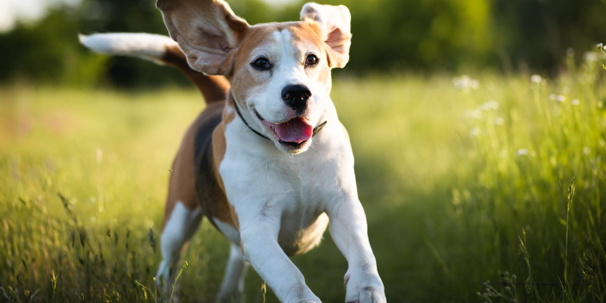 A lifetime of fun: 10 dog breeds that keep their puppy-like playful ...
