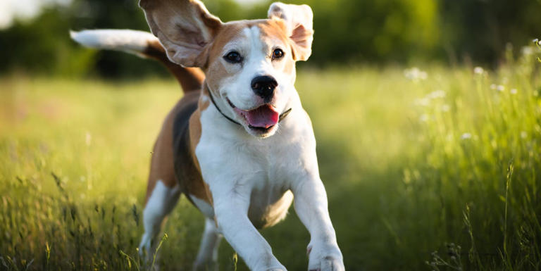 A lifetime of fun: 10 dog breeds that keep their puppy-like playful ...
