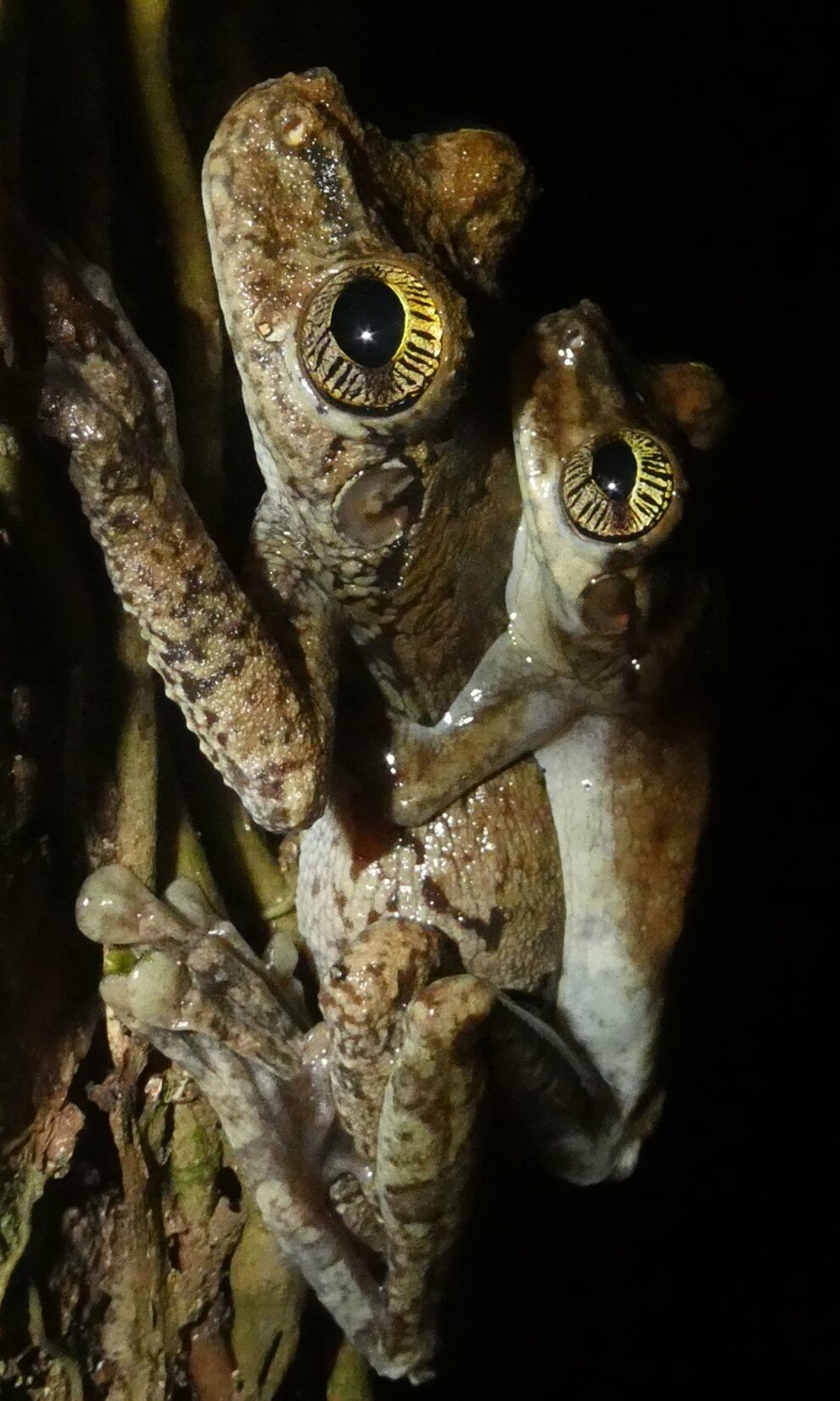 Iris patterns offer a noninvasive way to recognize individual Amazonian ...