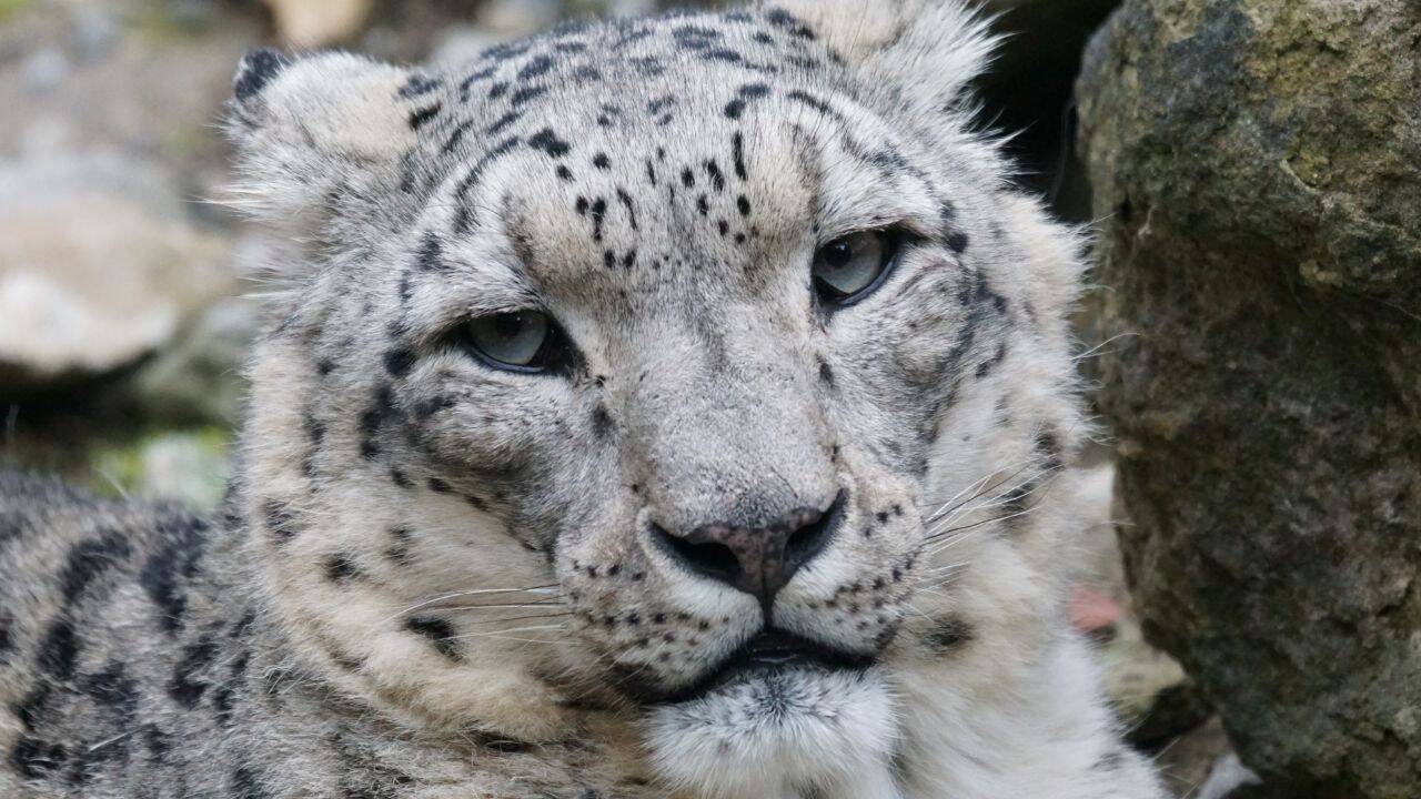 Ladakh’s snow leopard safari ranks among the world’s best; 7 places to ...