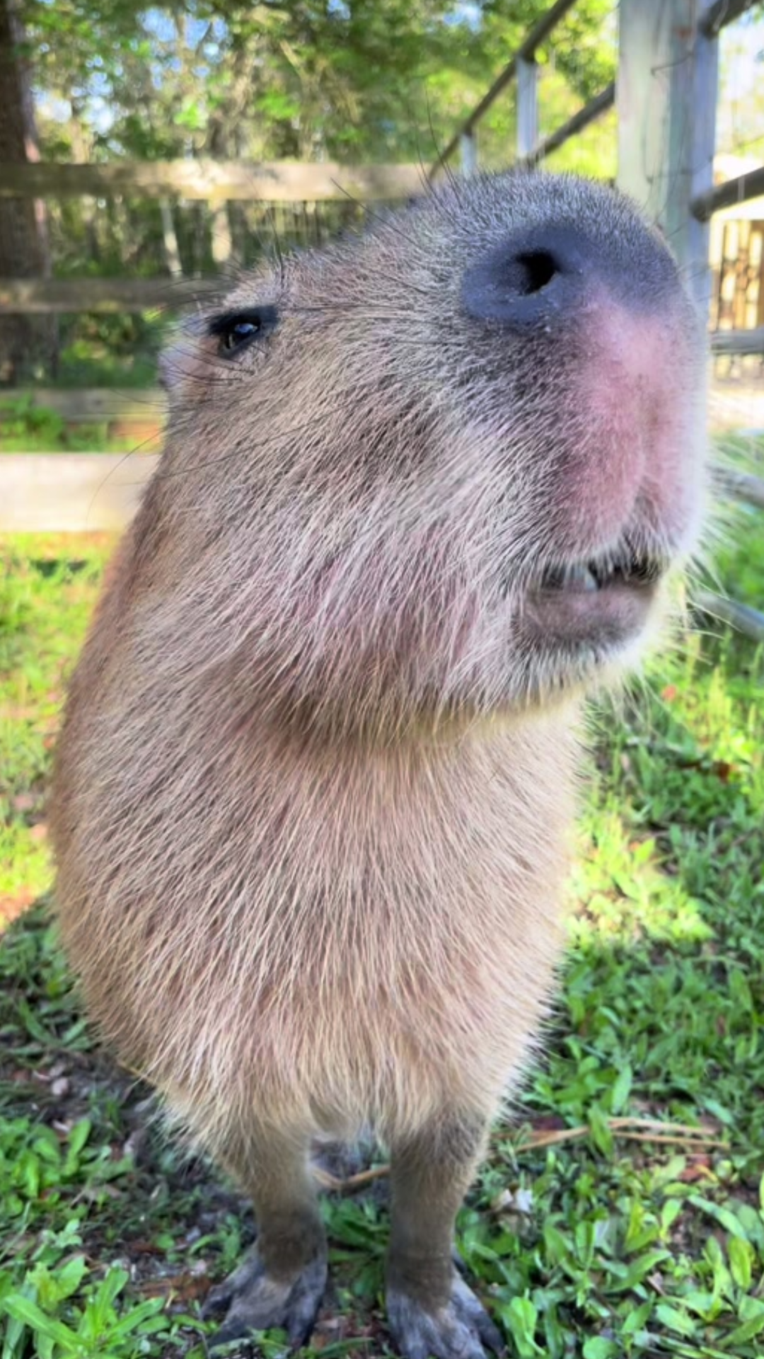 The secret meaning behind Pumpkin the capybara's funny message