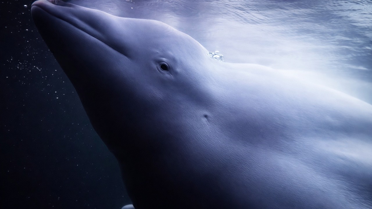 Sperm whales have 20-pound brains - scientists are investigating their ...