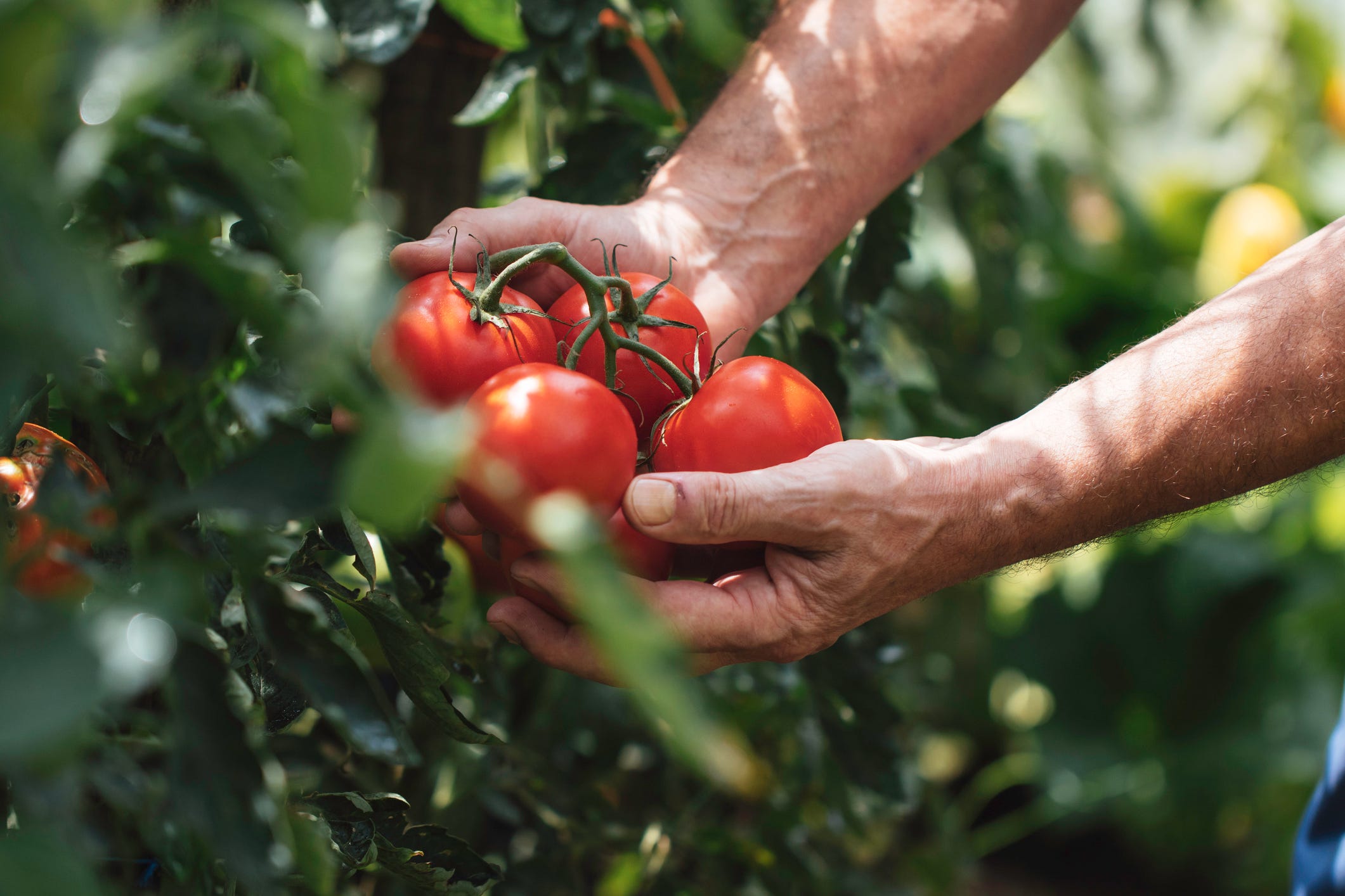 Is a tomato a fruit or a vegetable? Finally, an answer