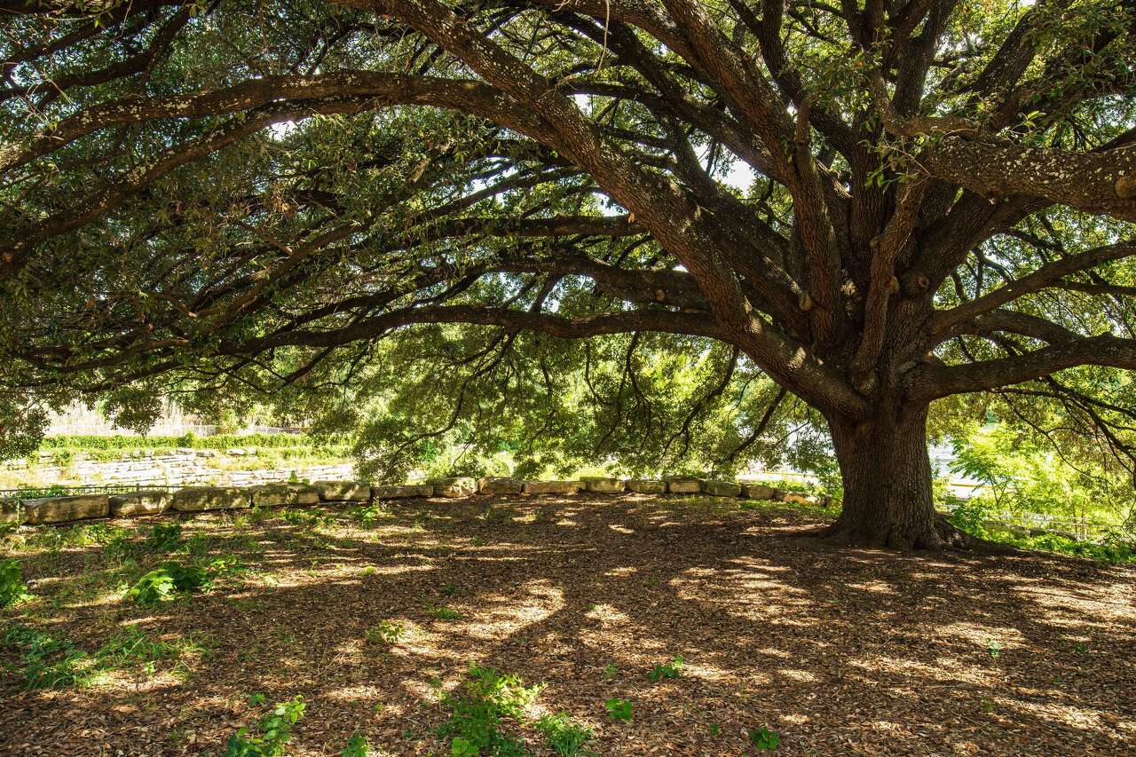 Choosing the right shade tree for your yard