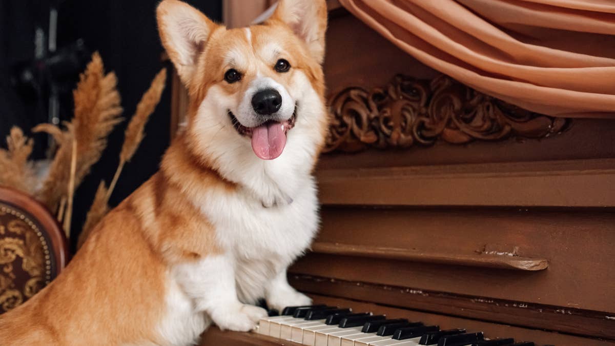 These 6 dog breeds are similar to corgis, according to a vet