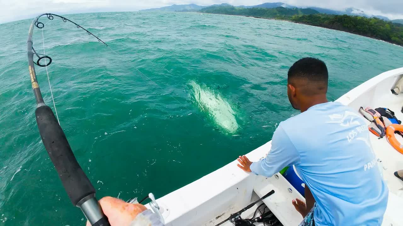 An angler catches multiple large fish on a single lure