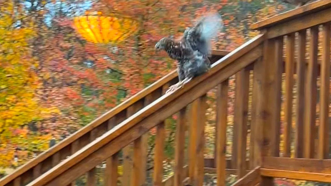Chickens turn deck railing into a slide