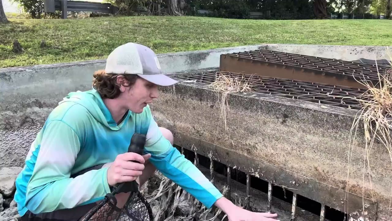 A fishkeeper removes aquarium fish from a sewer