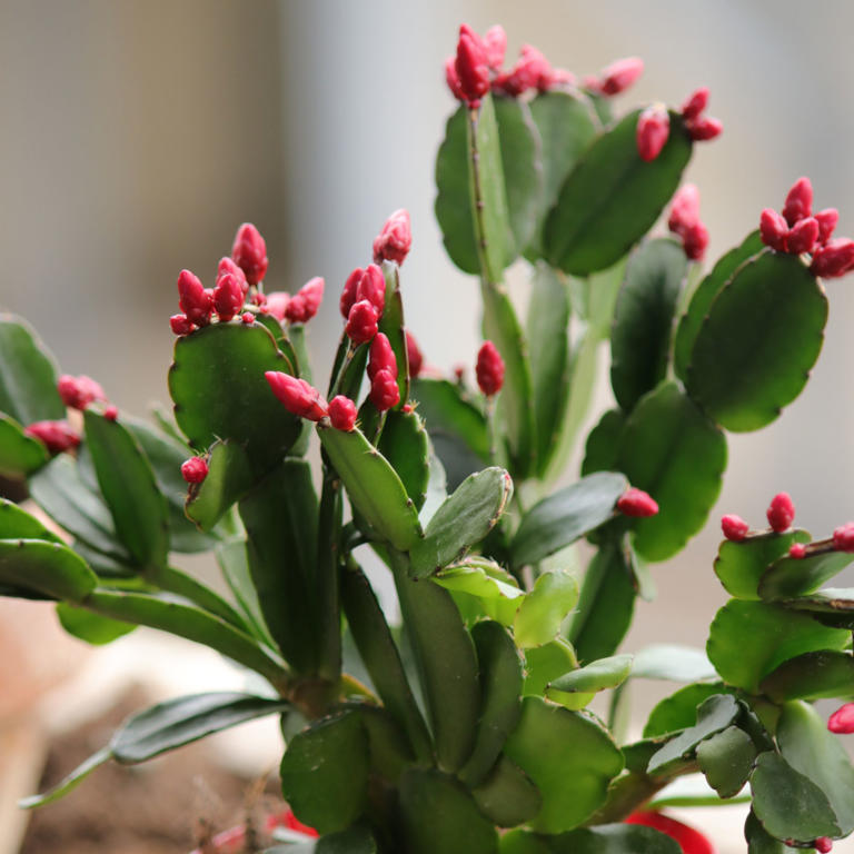 When to repot a Christmas cactus – repotting too soon could spoil this ...