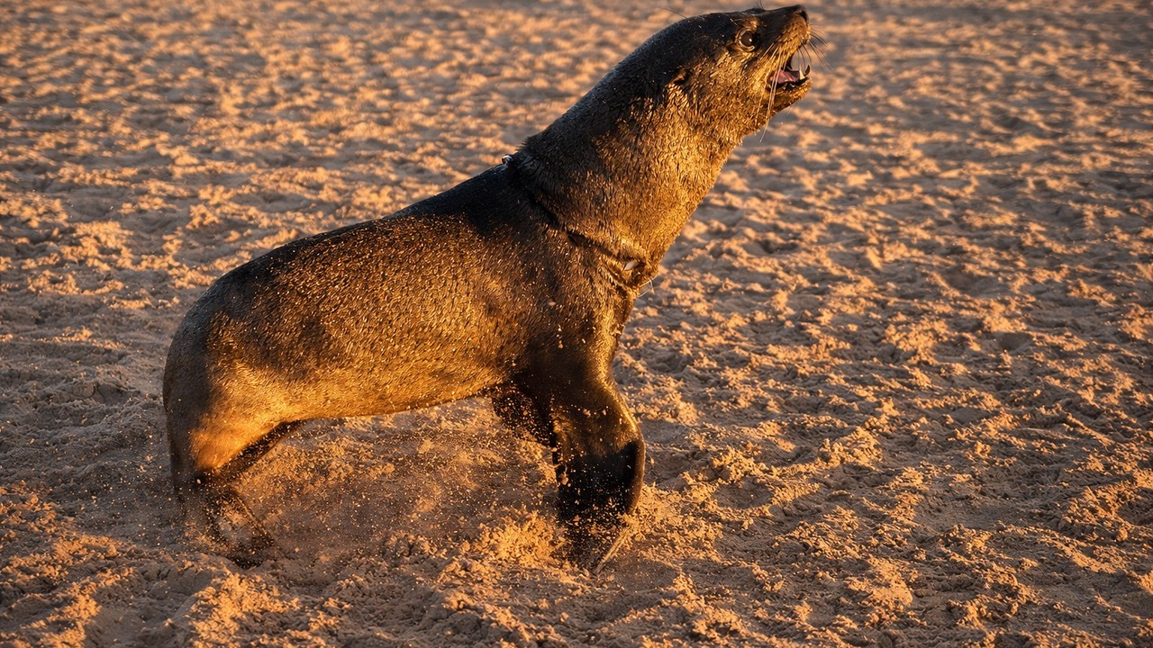 Watch wildlife rescuers help entangled seals along Namibia's coast