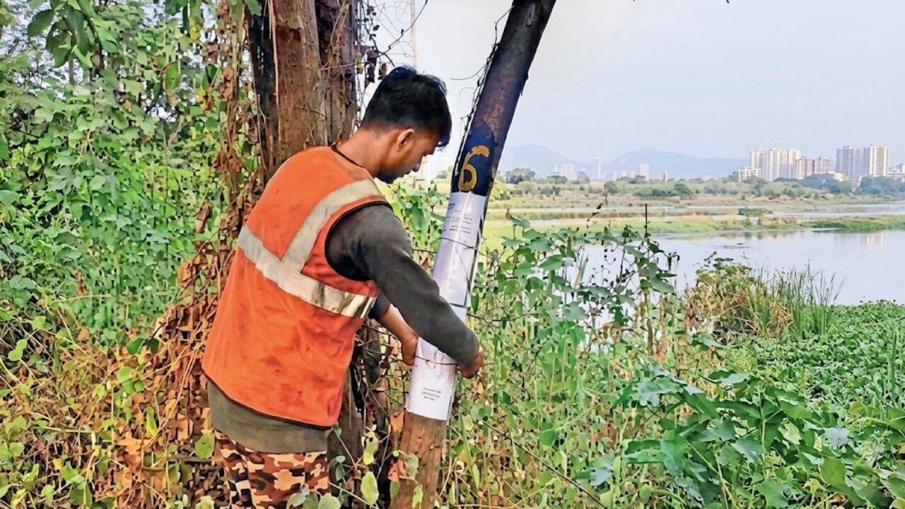 GMLR phase IV tree proposal: BMC plans to fell 695 trees, transplant ...