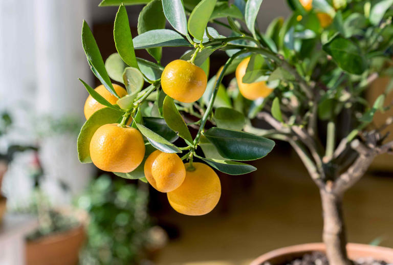 7 things you should never do when growing citrus trees indoors