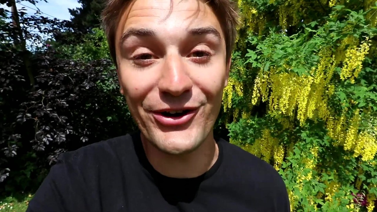 Laburnum tree pairs golden flowers with poisonous seeds