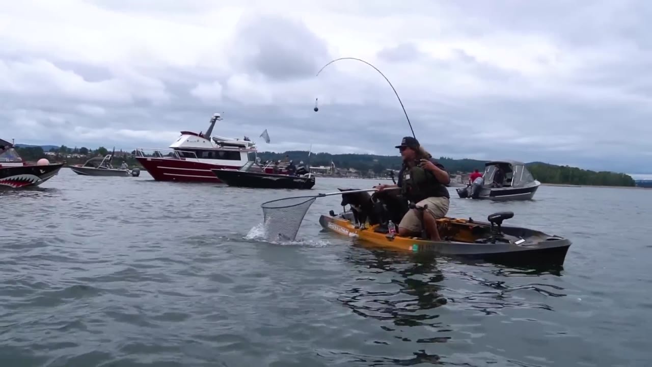 A kayak angler targets large king salmon