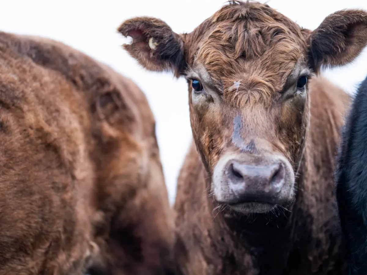V Česku se poprvé objevil virus Shamonda. Veterináři ho potvrdili na ...