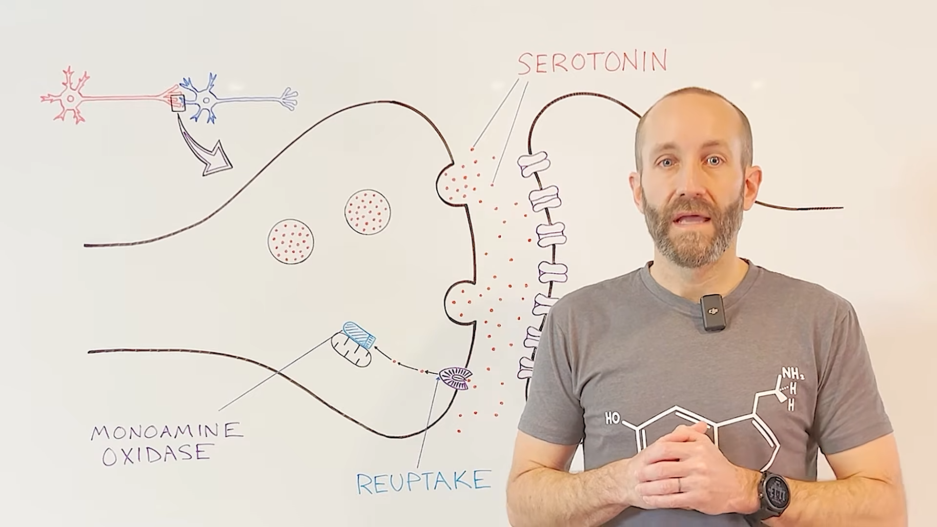 How Chronic Stress Dysregulates HPA Axis And Caused Depression
