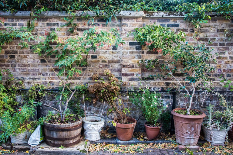 Storm Boelo: 5 garden features to secure now before strong winds and ...
