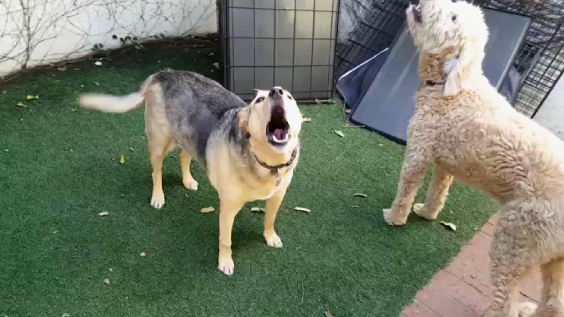 Crazed man threatens to kill barking dogs | Neighborhood Wars