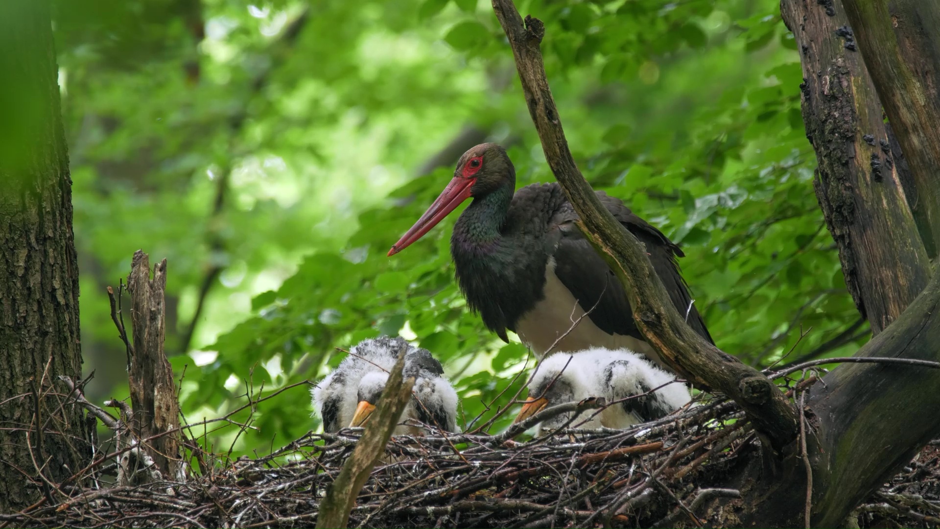 Rare moment black stork watches over its young chicks
