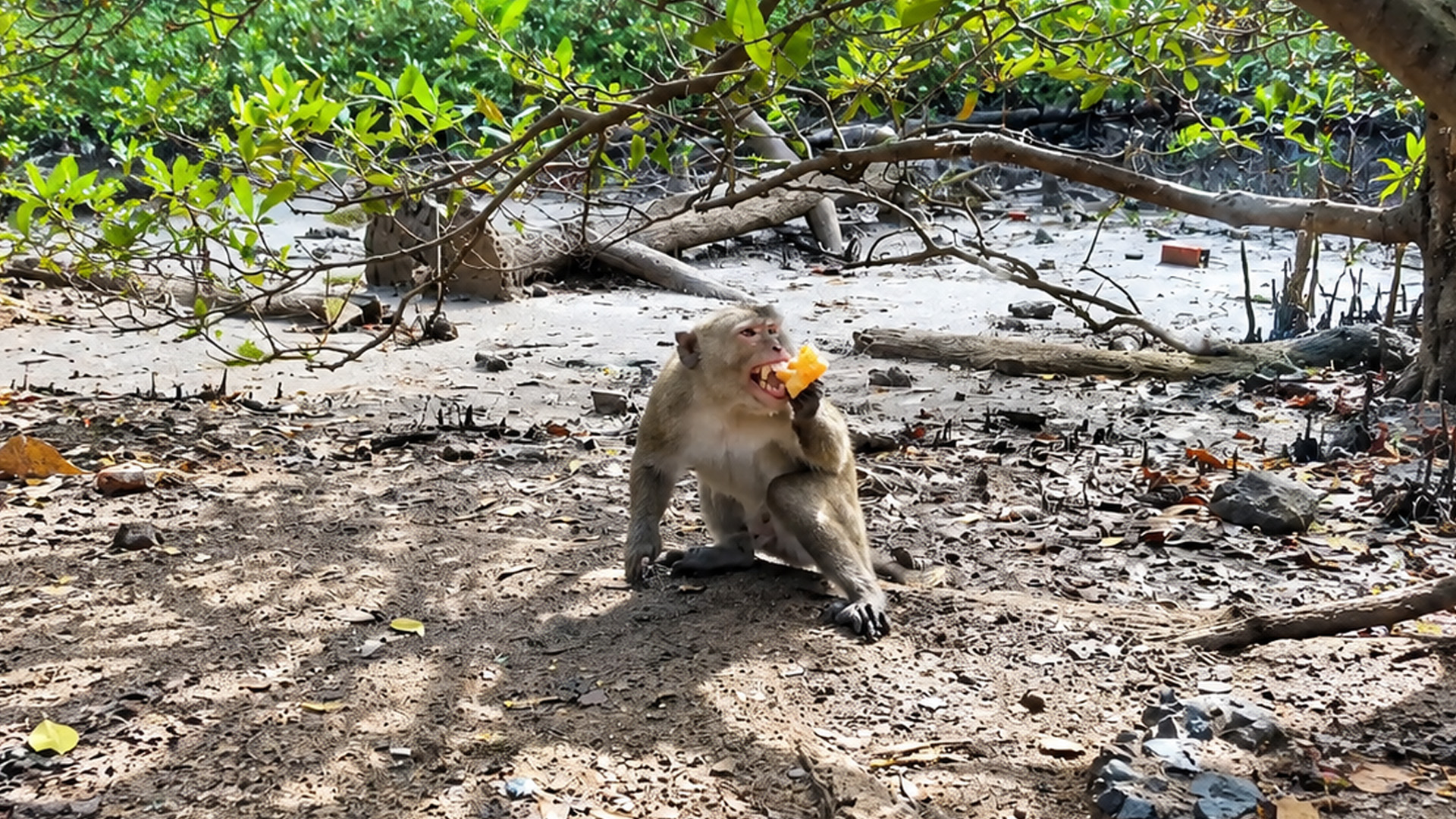 Hungry monkey takes a big bite of fruit in the forest