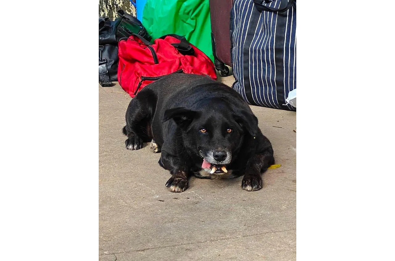 Big fat vote: Bengaluru crowns Goofy as chonkiest dog in viral fat dogs ...