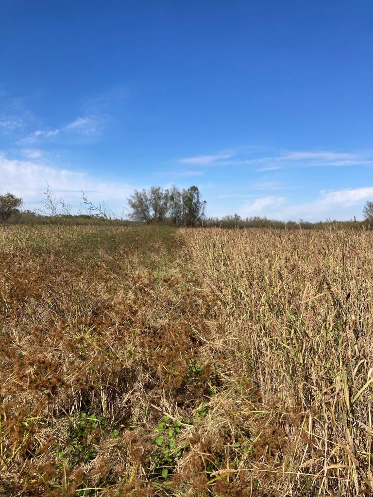 Drought threatens Arkansas duck season, AGFC warns